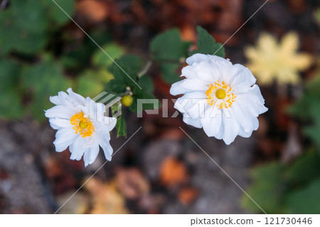 A close-up of Japanese Anemone flowers with pure white petals and vibrant yellow centers, set against a blurred natural background. A close-up of Japanese Anemone flowers with pure white petals and vibrant yellow centers, set against a blurred natural background. 121730446