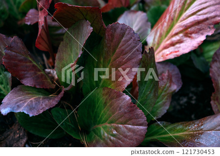 Close-up of Bergenia crassifolia Fritsch Elephant-ears leaves with shades of red and green, showcasing autumnal hues and natural textures. 121730453