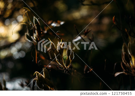 Delicate seed pods highlighted by gentle sunlight against a dark, blurred background, evoking a serene and atmospheric natural scene. 121730455