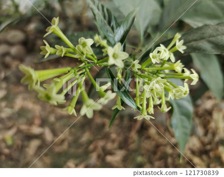 Flowers of night blooming jasmine Flowers of night blooming jasmine 121730839