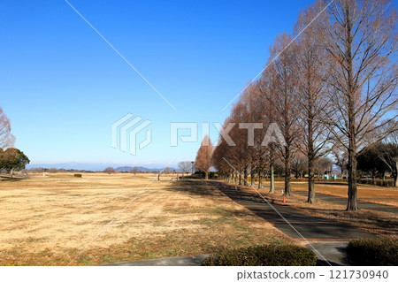Metasequoia trees in the children's play area of the Watarase Reservoir Metasequoia trees in the children's play area of the Watarase Reservoir 121730940