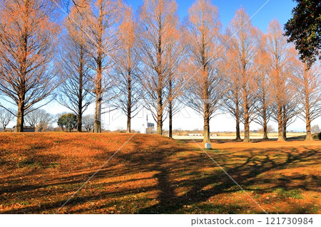 Metasequoia trees in the children's play area of the Watarase Reservoir Metasequoia trees in the children's play area of the Watarase Reservoir 121730984
