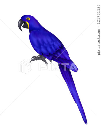 Full body illustration of a hyacinth macaw 121731183