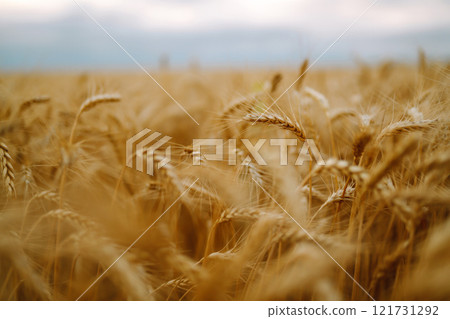 Golden spikelets of wheat in the field at sunset. Agricultural concept. Harvest nature growth. 121731292