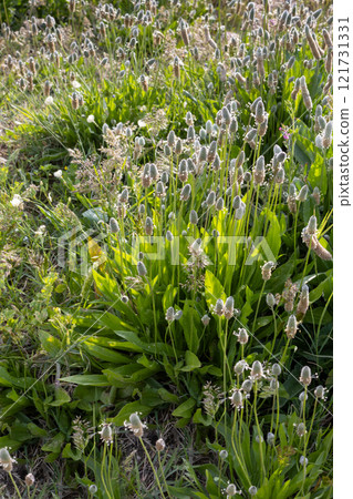 Plantain on a meadow, Sicily, Italy 121731331