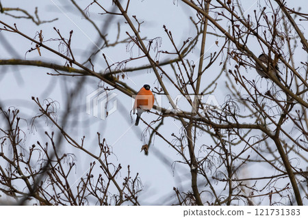 Red bird Eurasian bullfinch (Pyrrhula pyrrhula) 121731383