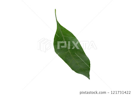Fresh mandarin leaf isolated on white background. Fresh mandarin leaf isolated on white background. 121731422