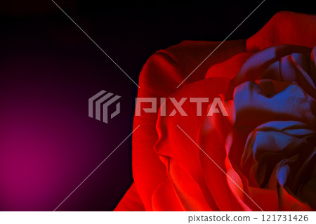 Vibrant and Colorful Rose Petals Illuminated by Neon Light in a Magical Atmosphere 121731426