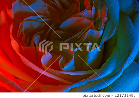 Vibrant and Colorful Rose Petals Illuminated by Neon Light in a Magical Atmosphere Vibrant and Colorful Rose Petals Illuminated by Neon Light in a Magical Atmosphere 121731495