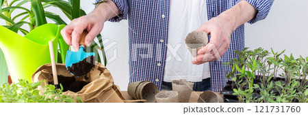 Pricking out, a man transplants young tomato and pepper seedlings into eco pots 121731760