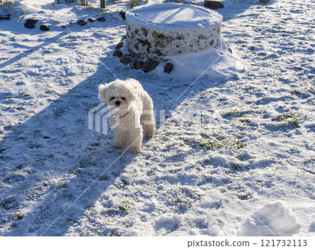 Bichon frise standing on snow-covered lawn, casting long shadow beside stone well, bright winter sunlight illuminating fluffy white fur and crisp landscape Bichon frise standing on snow-covered lawn, casting long shadow beside stone well, bright winter sunlight illuminating fluffy white fur and crisp landscape 121732113