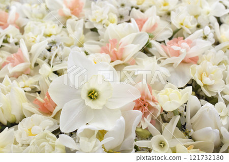 Springtime blooming yellow, white and apricot color daffodils, spring blossoming narcissus (jonquil) flowers bouquet background, selective focus, shallow focus 121732180