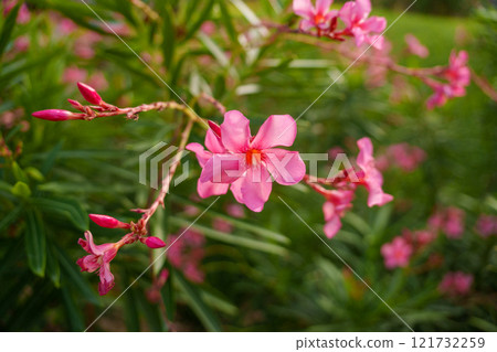 Beautiful and Vibrant Pink Oleander Flowers Are in Full Bloom and Captivating the Eye Beautiful and Vibrant Pink Oleander Flowers Are in Full Bloom and Captivating the Eye 121732259
