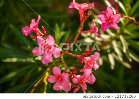 Stunningly Beautiful Pink Oleander Flowers Flourishing in Vibrant Bloom and Season 121732260