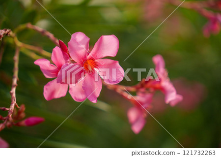 Delicate and Beautiful Pink Flowers Found in a Vibrant Green Garden Oasis, Ideal for Relaxation 121732263