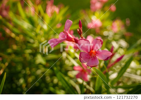 Stunning Vibrant Pink Flowers Set Against Lush Natural Greenery, a True Visual Delight Stunning Vibrant Pink Flowers Set Against Lush Natural Greenery, a True Visual Delight 121732270