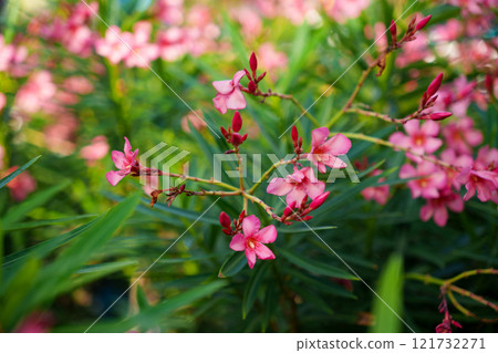 Lively and Vibrant Pink Flowerssurrounded by Lush Greenery in a Beautiful Natural Setting Lively and Vibrant Pink Flowerssurrounded by Lush Greenery in a Beautiful Natural Setting 121732271
