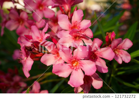 Vibrant Pink Oleander Flowers in Full Bloom, Showcasing Natures Exquisite Beauty Today 121732272