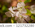 Delicate and Ethereal White Bougainvillea Flowers Gracefully Displayed in a Natural Setting 121732280
