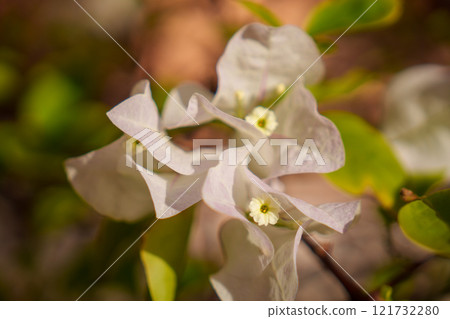 Delicate and Ethereal White Bougainvillea Flowers Gracefully Displayed in a Natural Setting 121732280
