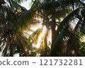 Exquisite and Lush Tropical Palm Trees Illuminated by Glorious Sunlight and Radiance 121732281