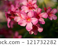 A Stunning Display of Beautiful Pink Flowers in Full Bloom Captured in a Captivating Way 121732282