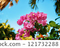 The Vibrant Bougainvillea Blooms Beautifully Against a Clear Blue Sky on a Sunny Day 121732288