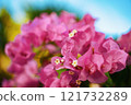 The Vibrant Pink Bougainvillea Blossoms Beauty Stands Out Against a Bright Blue Sky 121732289