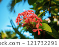 A Beautiful Vibrant Pink Ixora Flower in Full Bloom Set Against a Clear Blue Sky 121732291