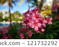 Beautiful, vibrant pink flowers flourishing amidst a lush tropical paradise setting 121732292