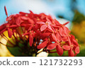 A striking display of vibrant red flowers standing out beautifully against a soft blue sky 121732293