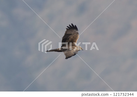 A Marsh Harrier flying with a mountain in the background 121732344