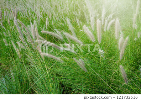 Pennisetum alopecuroides grass 121732516