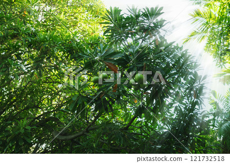 Cerbera odollam tree Cerbera odollam tree 121732518