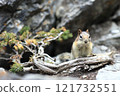 A squirrel on a tree trunk 121732551