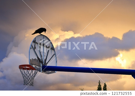 Bird standing on a basketball goal 121732555