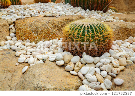 Cactus Garden in Tropical Park 121732557