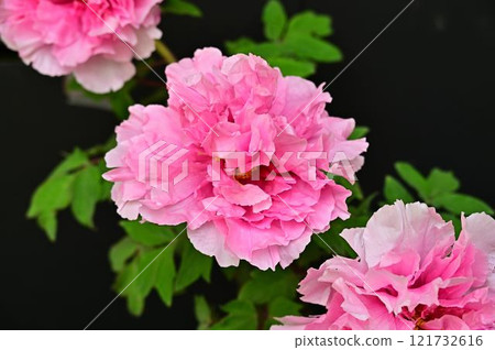 Peony of Yushien Peony of Yushien 121732616