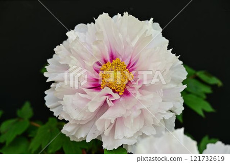 Peony of Yushien Peony of Yushien 121732619