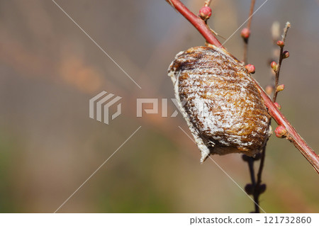 Praying mantis eggs laid on a spiracle willow branch 121732860
