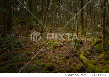 青木原樹海/黑暗森林（痛苦、恐懼和孤獨的圖像） 121734407
