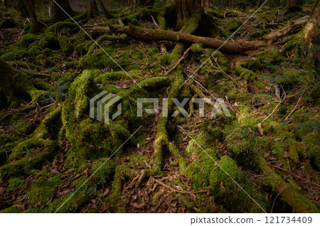 青木原樹海/黑暗森林（痛苦、恐懼和孤獨的圖像） 121734409