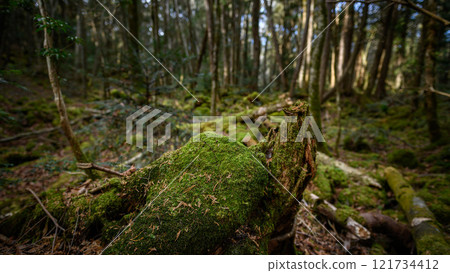 Aokigahara Jukai - In the dim forest (image of distress, fear, loneliness) Aokigahara Jukai - In the dim forest (image of distress, fear, loneliness) 121734412