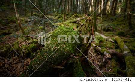 Aokigahara Jukai - In the dim forest (image of distress, fear, loneliness) Aokigahara Jukai - In the dim forest (image of distress, fear, loneliness) 121734413