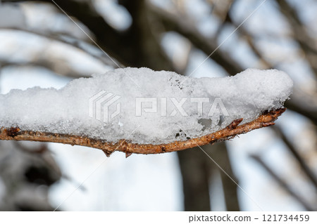 Branches of trees with snow Branches of trees with snow 121734459