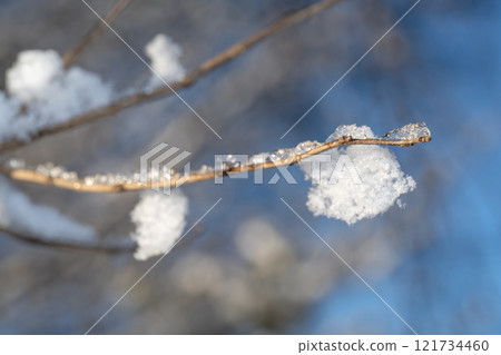 Branches of trees with snow Branches of trees with snow 121734460