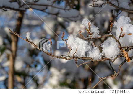 樹分支與雪的 樹分支與雪的 121734464