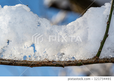 Branches of trees with snow 121734491