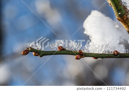 Branches of trees with snow 121734492