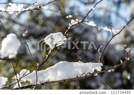 樹分支與雪的 樹分支與雪的 121734495